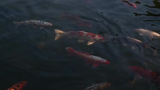 Мерано Италия Августа 2023 Года Рыба Плавает Саду Пруда Трауттмансдорф — стоковое видео