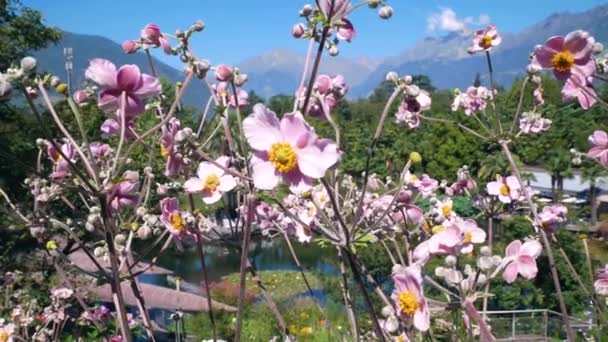 Merano Itálie Srpna 2023 Pohled Trauttmansdorffovy Zahrady Meranu Sud Tyrol — Stock video