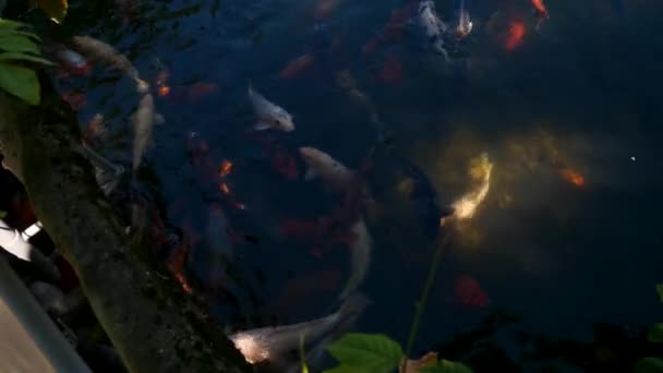 意大利梅拉诺 2023年8月11日 鱼在意大利梅拉诺 南蒂罗尔的Trauttmansdorff花园花园池塘游泳 — 图库视频影像