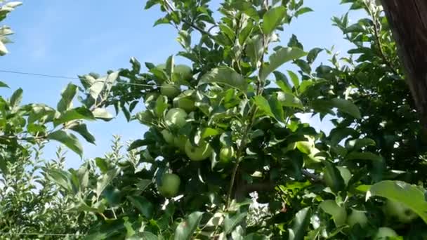 Gröna Äpplen Typiska För Trentino Alto Adige — Stockvideo