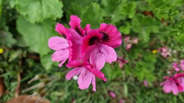Bahçede yaygın pelargonyum renkli sardunya çiçeği yavaş çekimde
