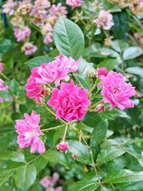 Rugose Rose ailesinden gelen spontane yaban gülü türü.