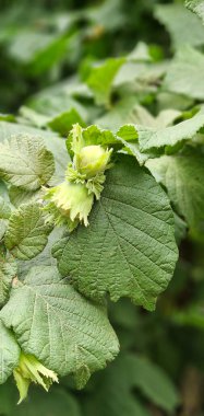 Taze yeşil fındık meyveleri henüz olgunlaşmadı ağaçta.