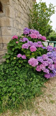 Bahçede parlak renklerle süslenmiş ortanca bitkisi