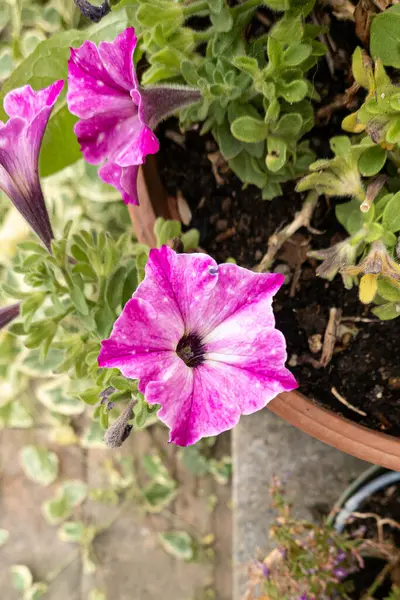 stock image Petunia hybrida atkinsiana, is an ornamental plant in the Solanaceae family.