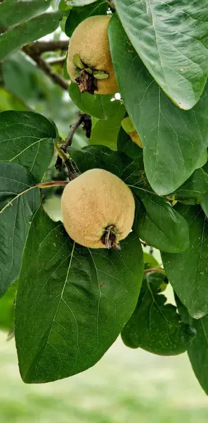 stock image Quince tree branch with unripe fruits with leaves