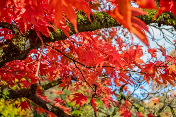 Close Folhas Acer Vermelho Vibrante Cores Outono Completo — Fotografia de Stock