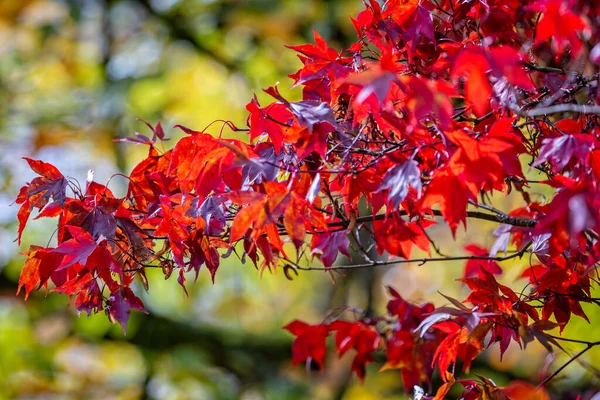 가을에 잎사귀를 배경에 나타난다 — 스톡 사진