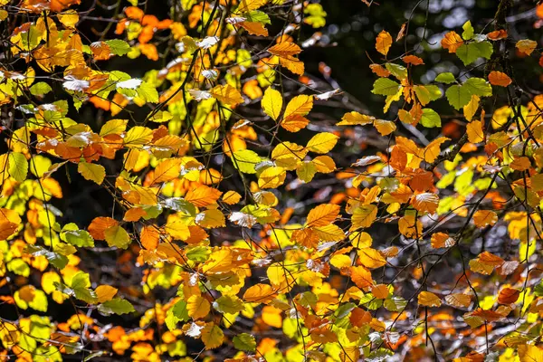 Зворотній Бік Крупним Планом Блискучі Листя Букового Дерева Яскраву Осінь — стокове фото