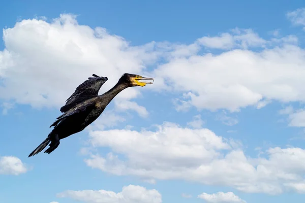 Κοντινό Πλάνο Του Cormorant Έρχεται Στη Φτερά Πλαισιωμένα Και Ράμφος — Φωτογραφία Αρχείου