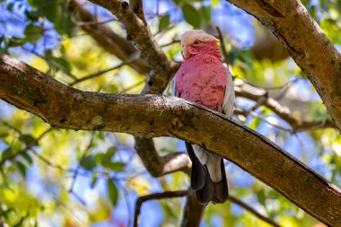 Austraian çalılıklarında ağaçta tünemiş gül göğüslü Galah ya da Kakadu 'ya yaklaş