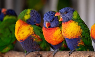 Renkli Gökkuşağı Lorikeet grubunu kapatın - gagası açık olan.