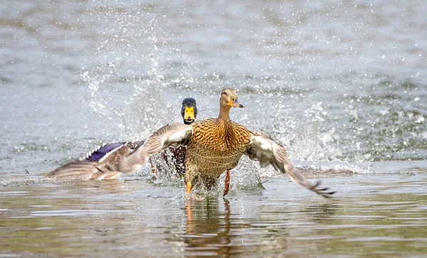 Close Female Mallard Duck Being Chased Male Taking Masso Spray — Stock Photo, Image