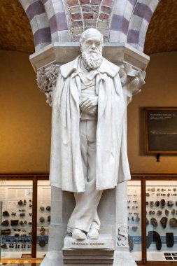 Oxford Üniversitesi, Oxfordshire, İngiltere 'de Doğal Tarih Müzesi' nde 25 Mart 2023 tarihinde Charles Darwin 'in heykeli