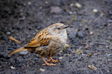 Yerde küçük bir Dunnock 'a yaklaş.