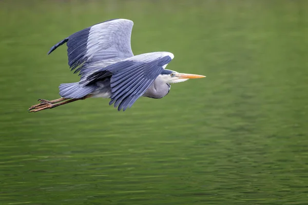 大灰鹤低空飞越绿水表面 展开翅膀 — 图库照片