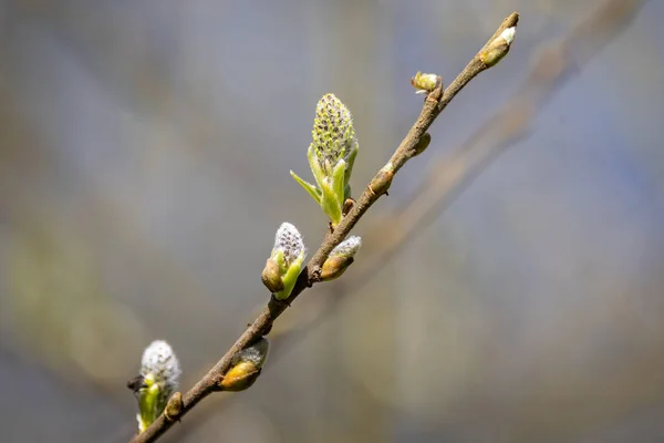 Close Galho Árvore Com Novos Brotos Primavera Emergentes — Fotografia de Stock