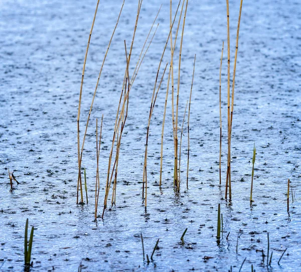 Zbliżenie Jeziora Trzciny Ciężkiej Burzy Deszczem Plusk Powierzchni Jeziora — Zdjęcie stockowe