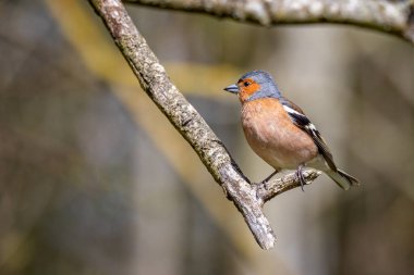 Erkek bir Chaffinch 'e yaklaş. Dalına tünemiş. Harika bir boka sahip.