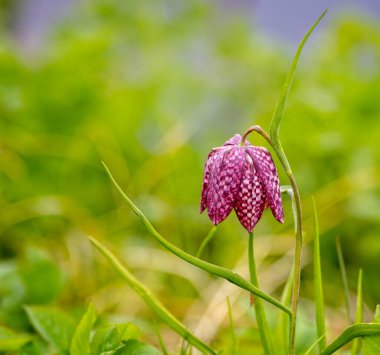 Mor renkli Fritiller 'i yayılmış yeşil arkaplana yakın tut.
