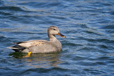 Göl yüzeyinde erkek bir Gadwall ördeğinin yan görüntüsü.