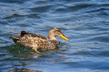 Dişi bir Gadwall ördeğinin göl yüzeyinde dalgalanan suyun yan görüntüsü.