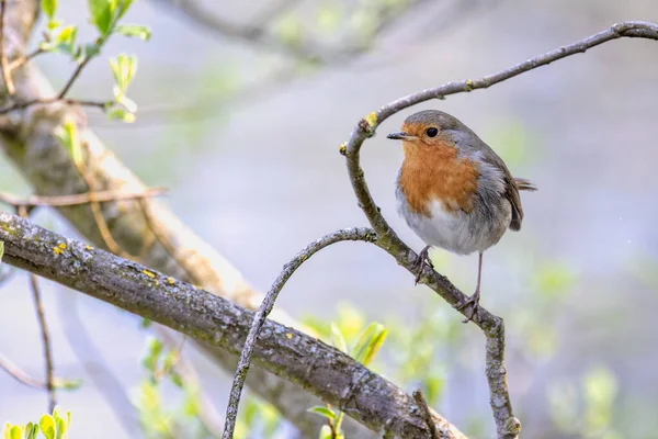 Blisko Czerwonego Piersi Robin Siedzący Zakrzywionej Gałęzi — Zdjęcie stockowe