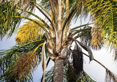 Büyük bir palmiye ağacının tepesini sarı meyveli meyvelerle kapatın.