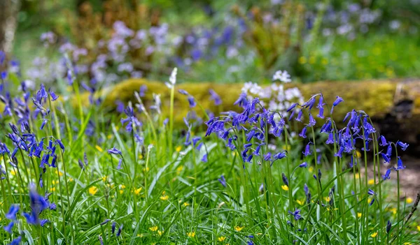 Klumpen Leuchtend Blauer Blauglocken Auf Dem Waldboden — Stockfoto
