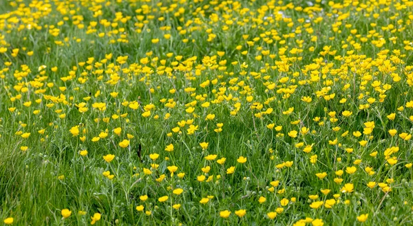Zblízka Louka Plná Žlutých Květů Máslových Květů Mezi Zelenou Trávou — Stock fotografie