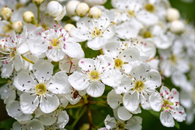 Çitlerdeki çalı çiçeklerinin dikenlerini kapatın.