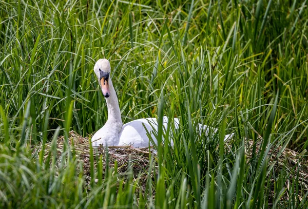 Κοντινό Πλάνο Ενός Mute Swan Στη Φωλιά Μέσα Χόρτα Κοιτάζοντας — Φωτογραφία Αρχείου