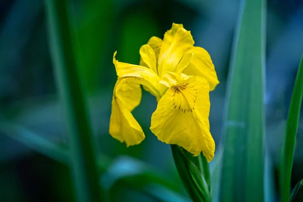 Close up of a yellow Flag Iris flower on the edge of a river