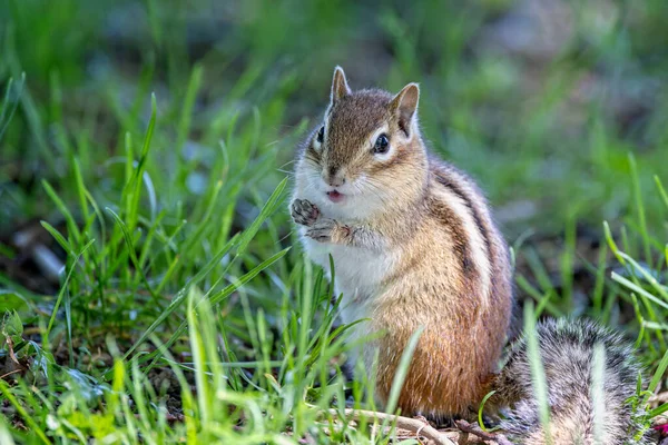 Großaufnahme Eines Wilden Streifenhörnchens Gras Das Aufmerksamer Pose Sitzt — Stockfoto