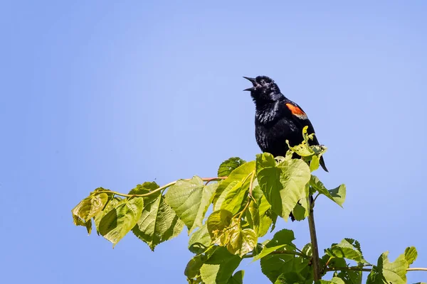 Aproape Pasăre Neagră Aripi Roșii Cântând Vârful Copacului — Fotografie, imagine de stoc