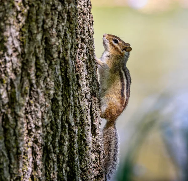 Nahaufnahme Eines Wilden Streifenhörnchens Das Auf Einen Baum Klettert — Stockfoto