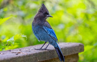 31 Mayıs 2023 'te Stanley Park, Vancouver, British Columbia, Kanada' da bir Stellar 's Jay' e yakın çekim