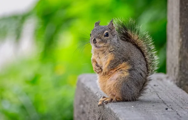 Nahaufnahme Eines Douglas Eichhörnchens Stanley Park Vancouver British Columbia Kanada — Stockfoto