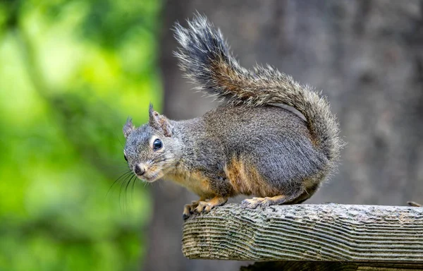 Nahaufnahme Eines Douglas Eichhörnchens Stanley Park Vancouver British Columbia Kanada — Stockfoto