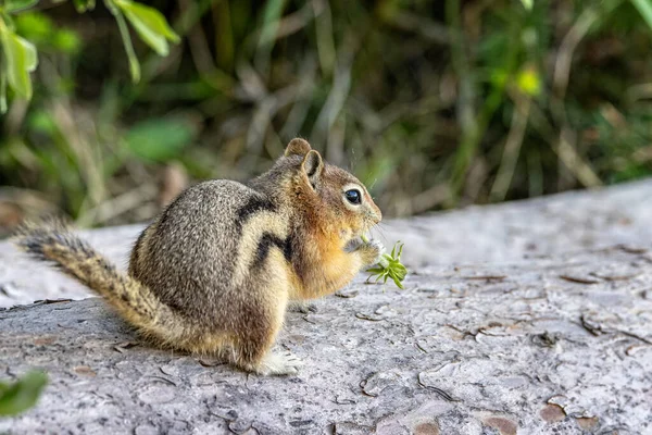 Großaufnahme Eines Streifenhörnchens Auf Einer Baumstamm Fressenden Pflanze Den Kanadischen — Stockfoto