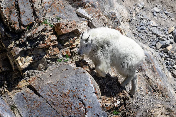 Blisko White Mountain Goat Stromym Klifie Rocky Mountain Parku Narodowym — Zdjęcie stockowe