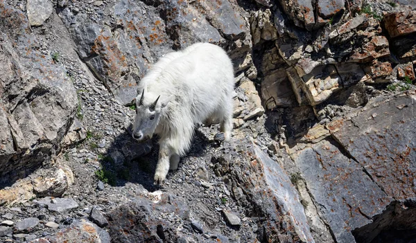 2023年6月6日にカナダ アルバータ州ジャスパー国立公園の険しいロッキーマウンテン崖の上のホワイトマウンテンヤギの閉鎖 — ストック写真