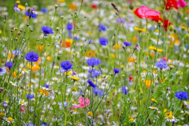 Close up of multi coloured wild flower garden clipart