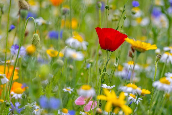 Gros Plan Jardin Fleurs Sauvages Multicolores Avec Pavot Rouge Centre — Photo