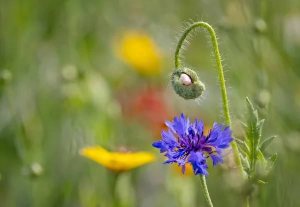 緑と黄色の背景を持つ野生の花の牧草地で単一の青い野生のトウモロコシの花の閉じる — ストック写真