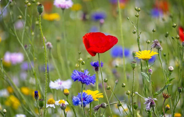 Gros Plan Jardin Fleurs Sauvages Multicolores Avec Pavot Rouge Bleuets — Photo