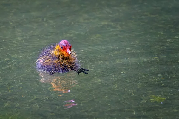 Close Newborn Coot Chick Learning Swim — Stock Photo, Image