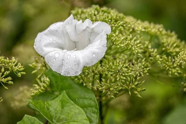 Gros Plan Fleur Blanche Asclépiade Avec Des Gouttes Eau Pluie — Photo