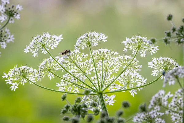 Close up backlit shot of a spray of white Cow Parsley flowers with wasp perched on flowers