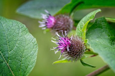 Close up of a pink and white thistle flower head against a diffuse green natural background